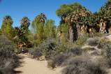 Joshua Tree NP