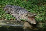 Jong's Crocodile Farm & Zoo