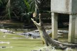 Jong's Crocodile Farm & Zoo