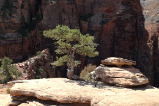 Zion Overlook