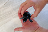 1/2 Day old Turtle