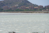 Flamingos in den Salinen